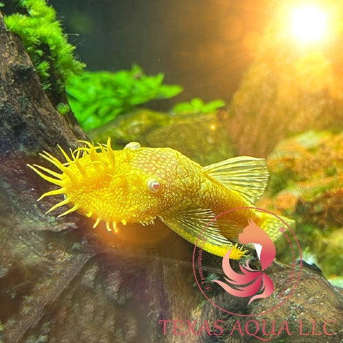 AB BRISTLENOSE S-FIN