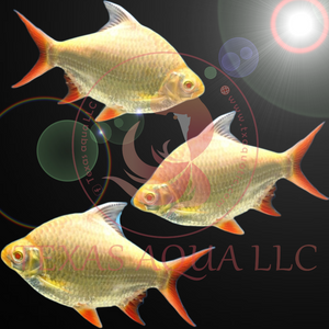 AB TINFOIL BARB