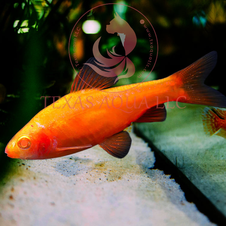 AB CHERRY BARB