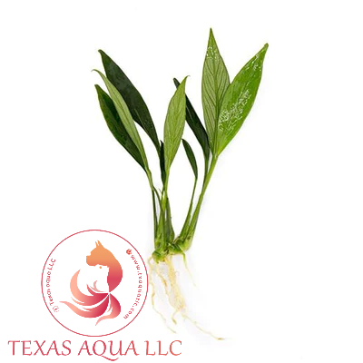 ANUBIAS CONGENSIS MINI