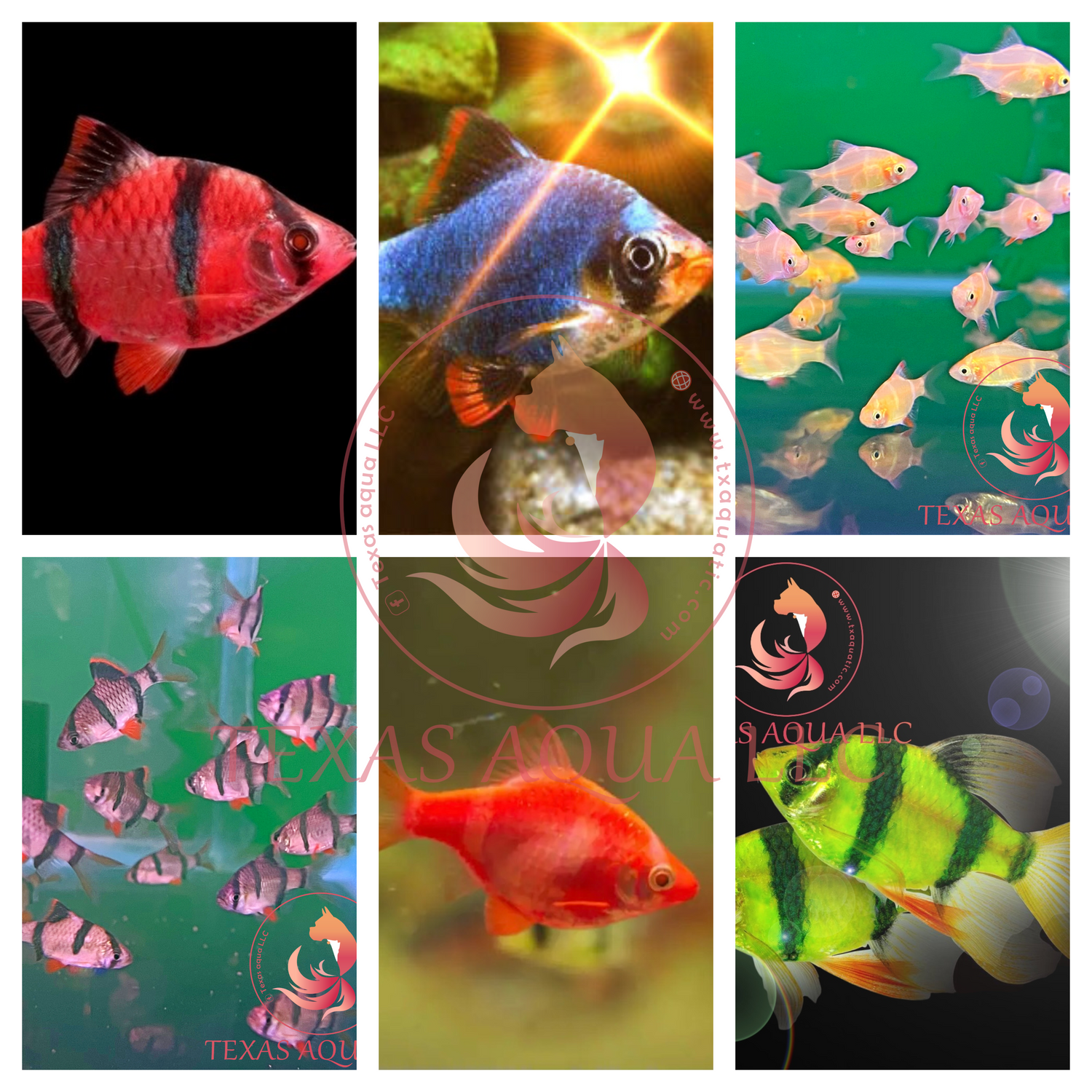 TIGER BARB