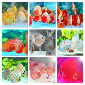 9 PACK ASSORT DISCUS