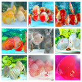 9 PACK ASSORT DISCUS