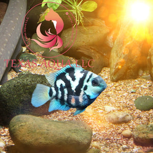 POLLAR CONVIC PARROT