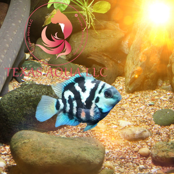 POLLAR CONVIC PARROT
