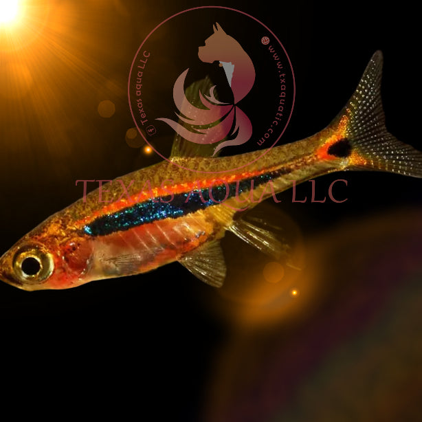 LEAST RASBORA