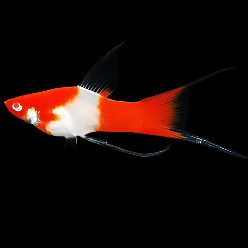 AB KOI SWORDTAIL