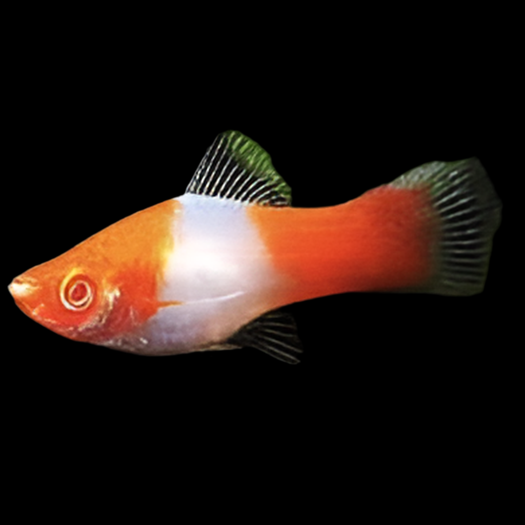 KOI SWORDTAIL SHORT