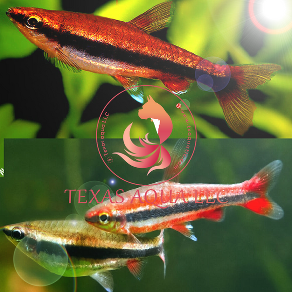 RED PENCIL FISH – Texas Aqua LLC