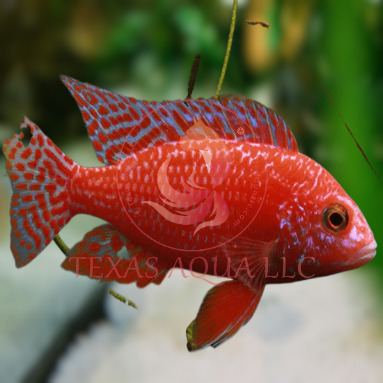 RED DRAGON CICHLID