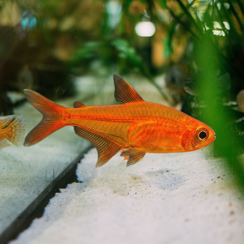 EMBER TETRA