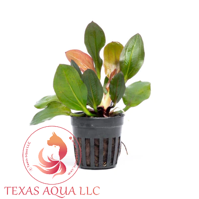 ECHINODORUS RED PHOENIX