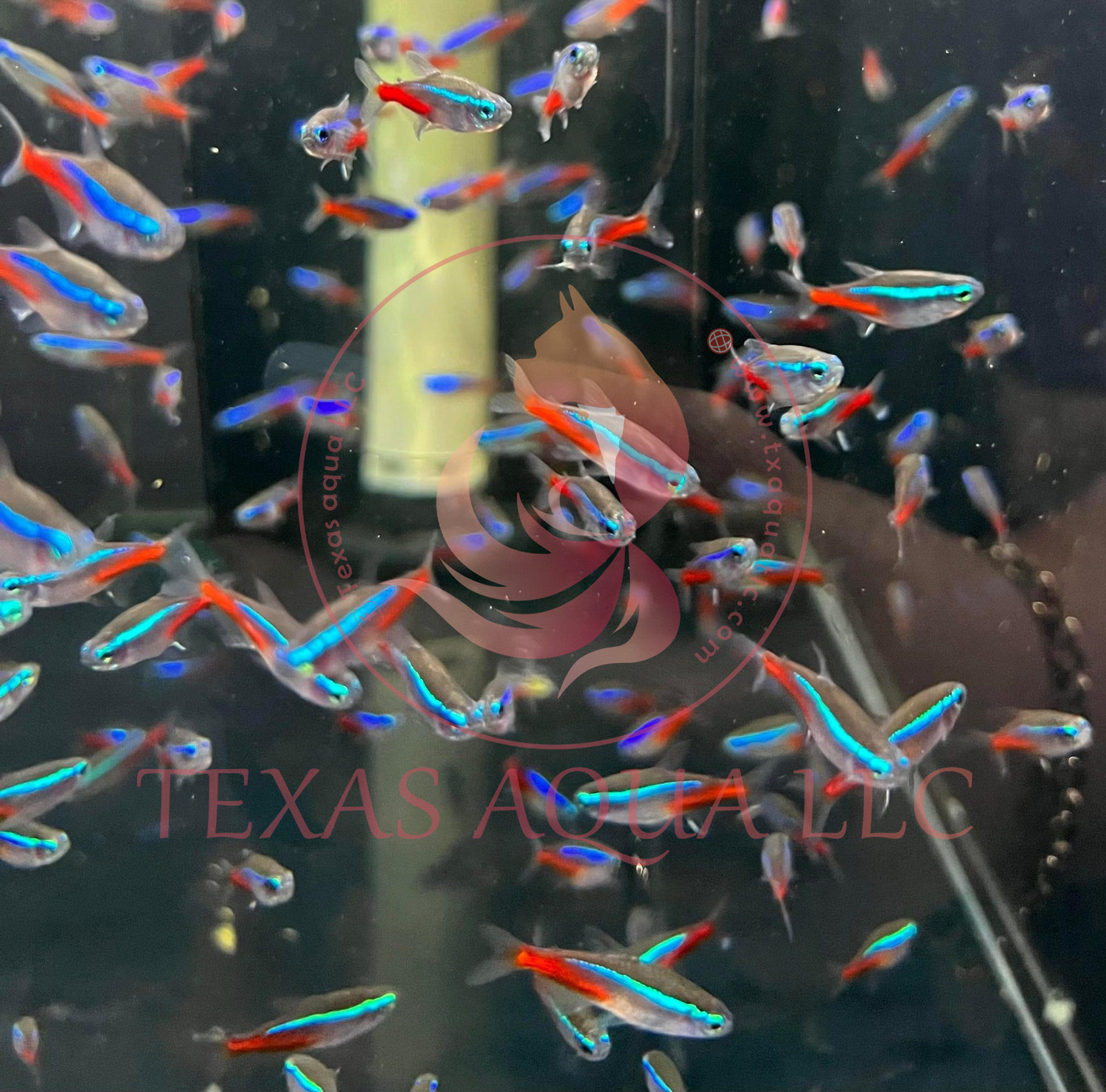 NEON TETRA