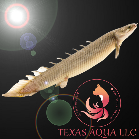SENEGAL BICHIR Texas Aqua LLC