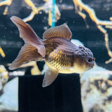 ORANDA