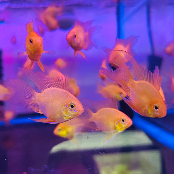 L-FIN YELLOW RAM