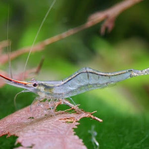 PINOCHIO SHRIMP