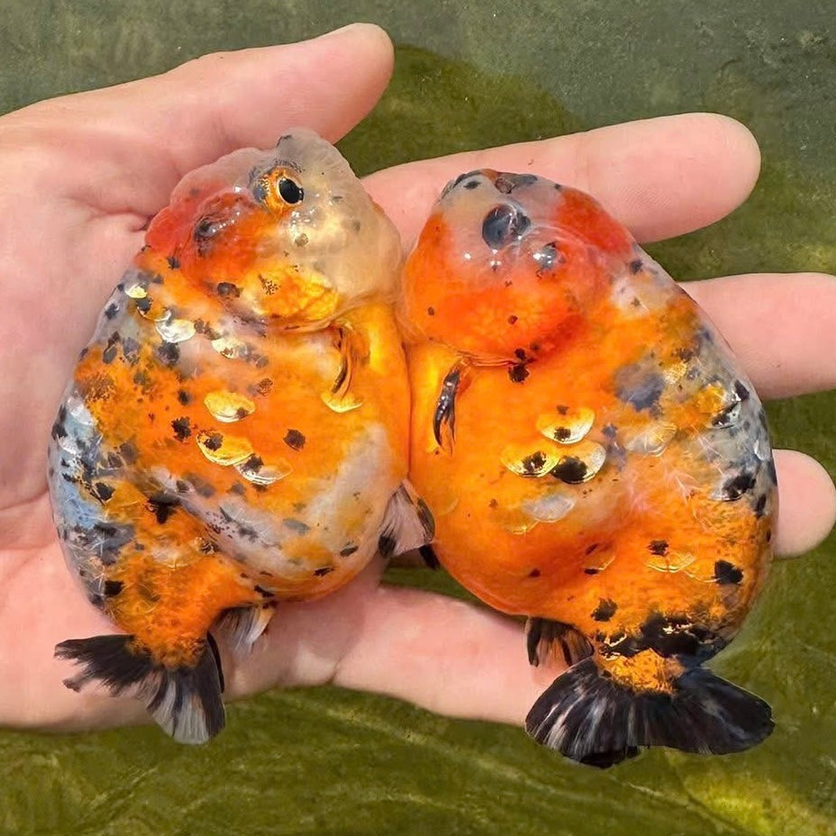 CALICO RANCHU