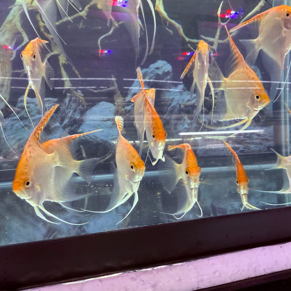 ROSE GOLD ANGELFISH