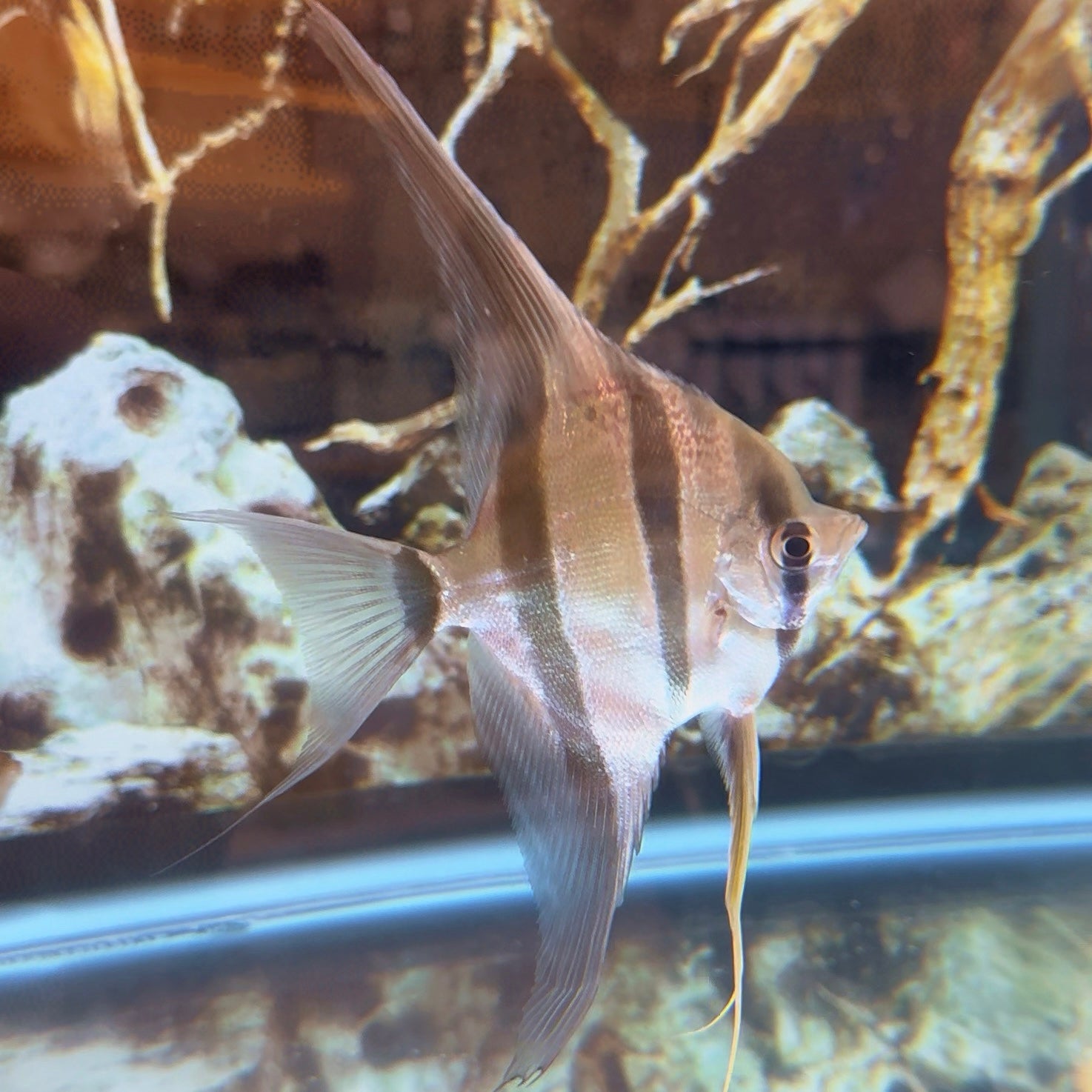 ATAPABO ALTUM