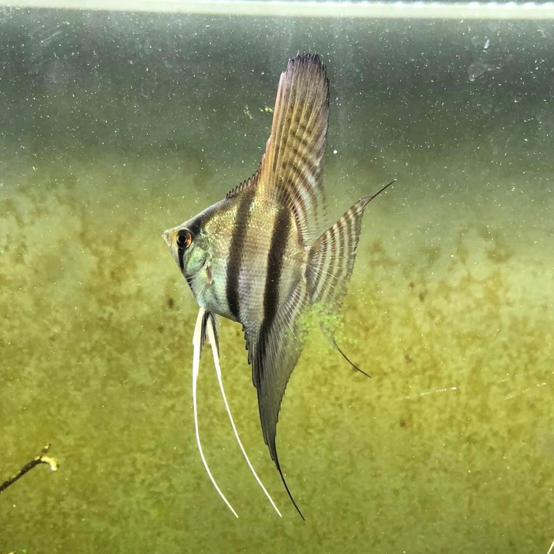 SILVER ANGELFISH