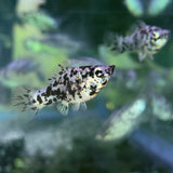 DALMATIAN MOLLY
