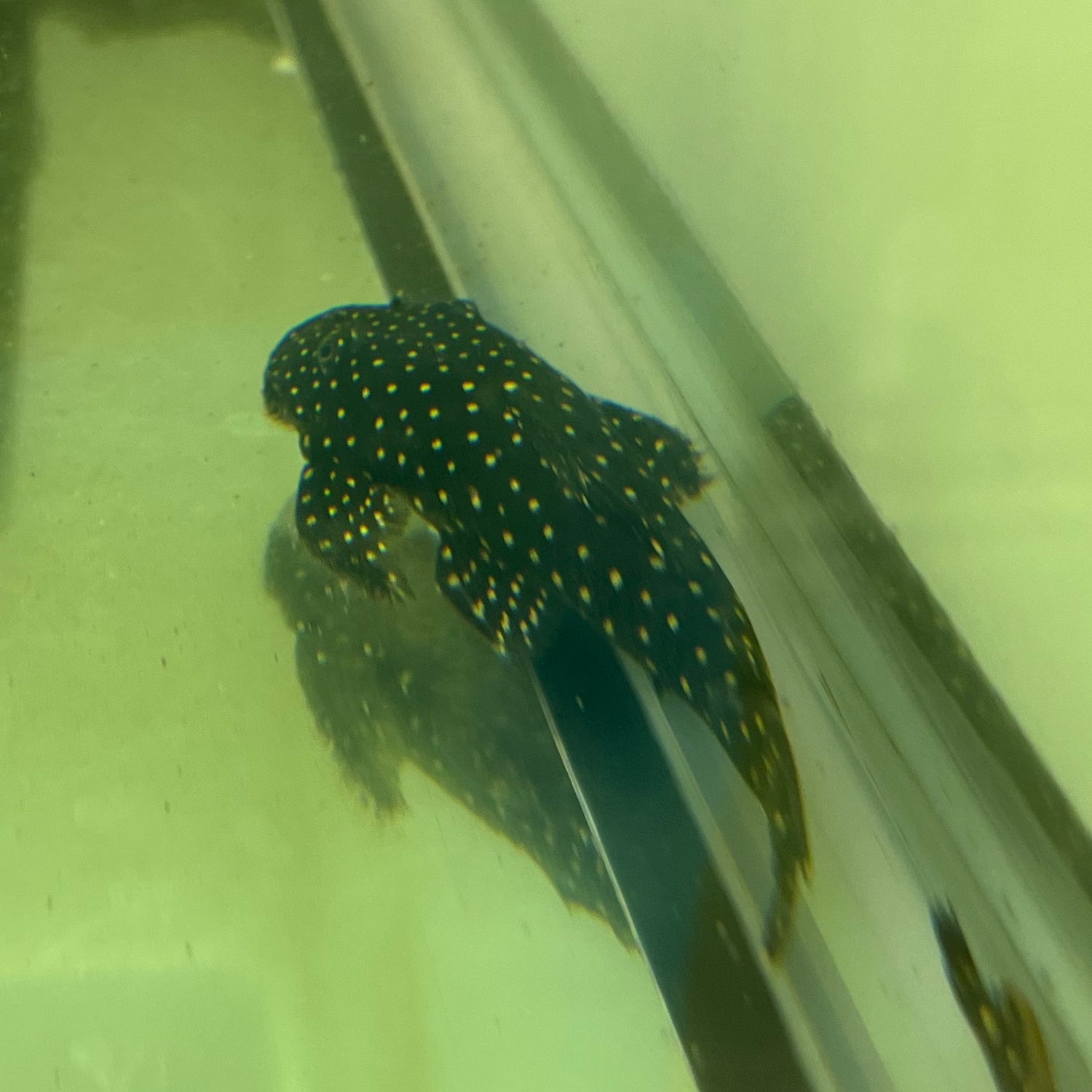 L235 FLYER PLECO
