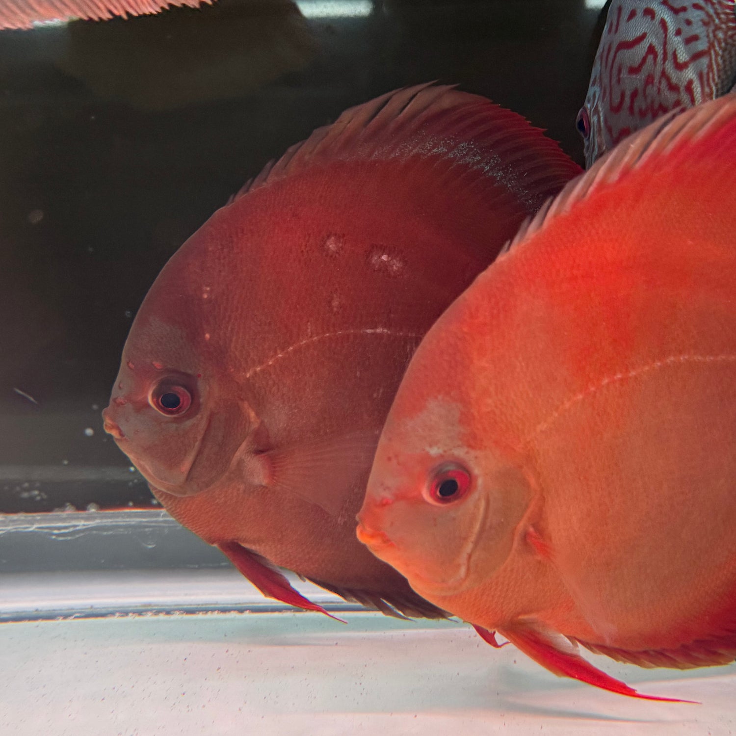 DISCOUNT DISCUS