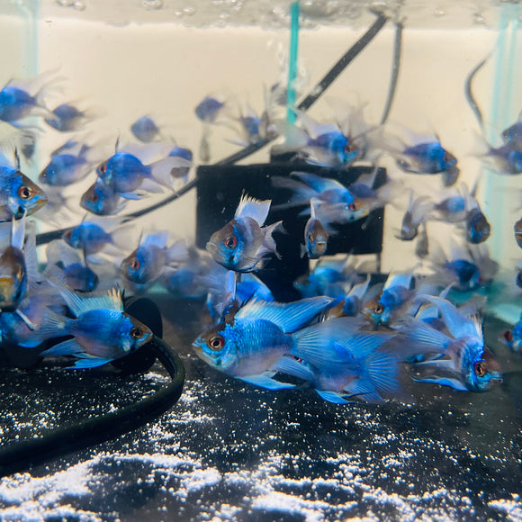 Electric Blue Rwm ELECTRIC BLUE RAM – Texas Aqua LLC