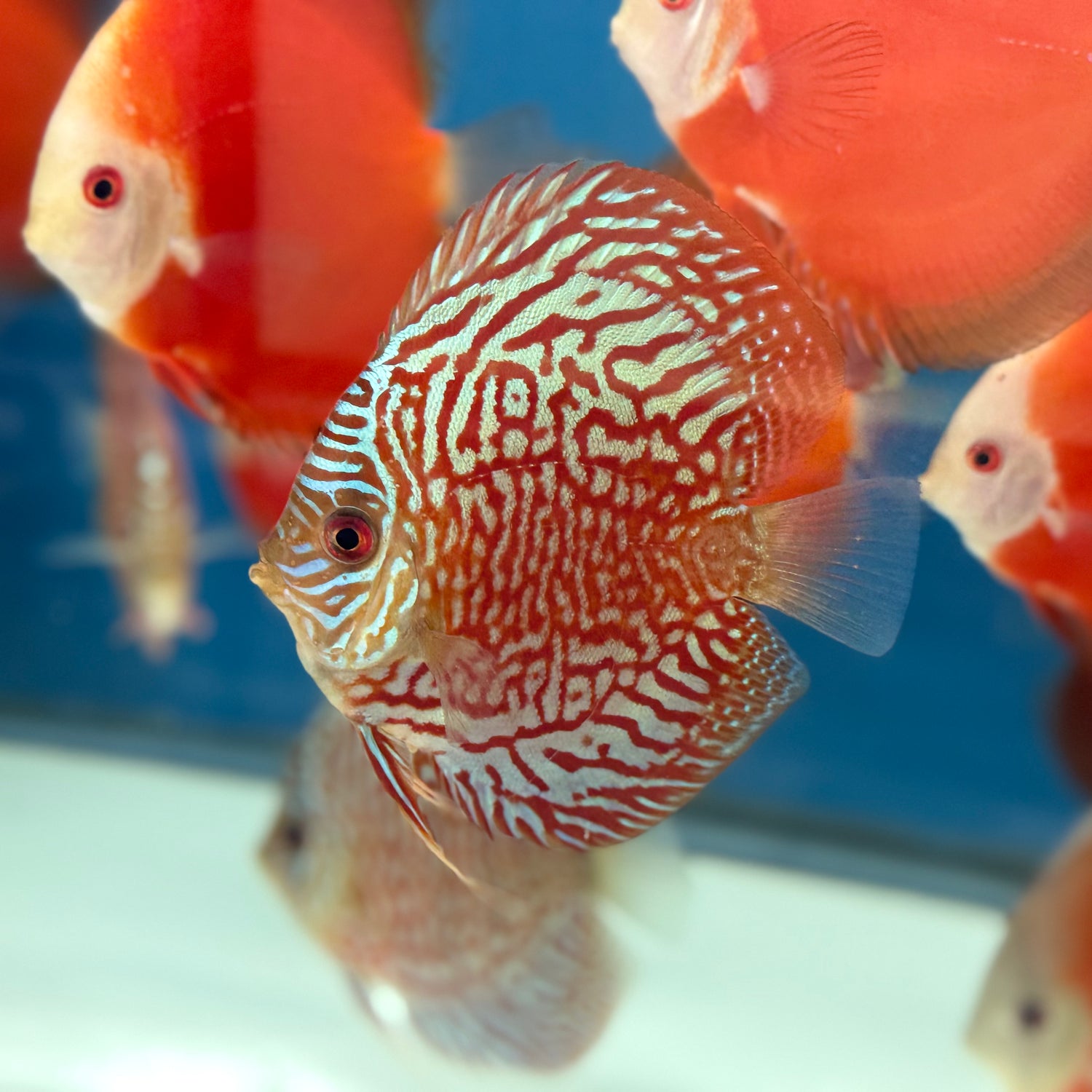 RED GALAXY TURQUOISE