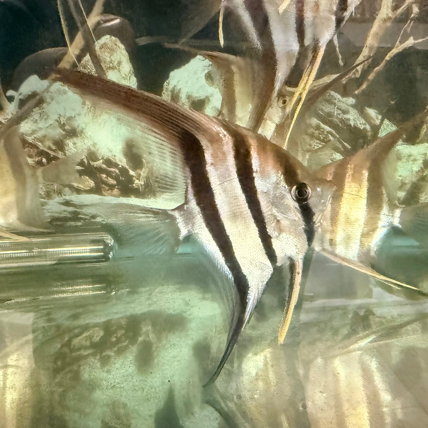 ATAPABO ALTUM