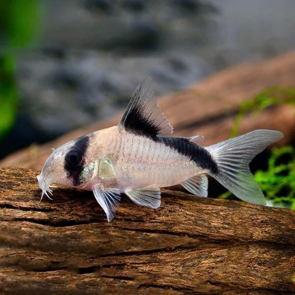 FALSE BANDED CORY