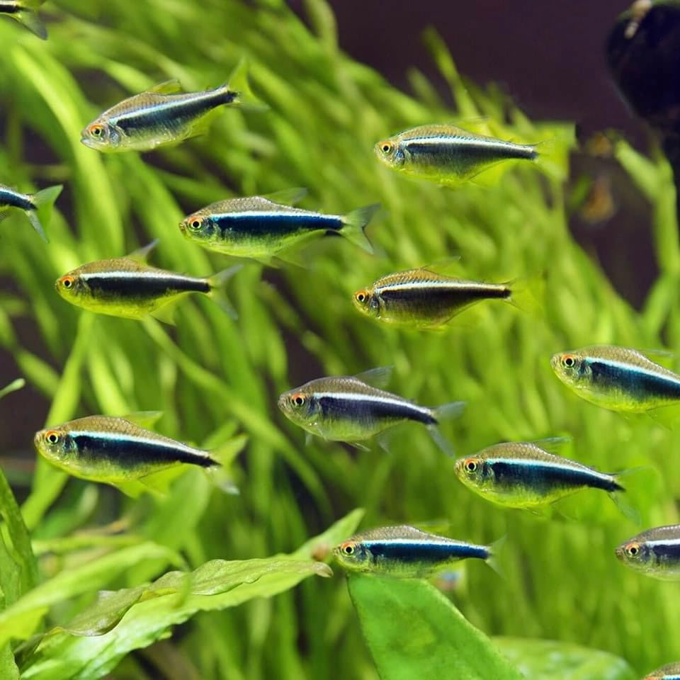BLACK NEON TETRA