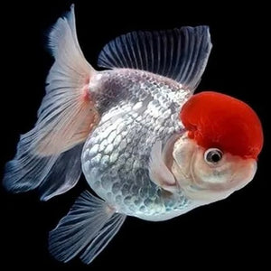 Red Cap