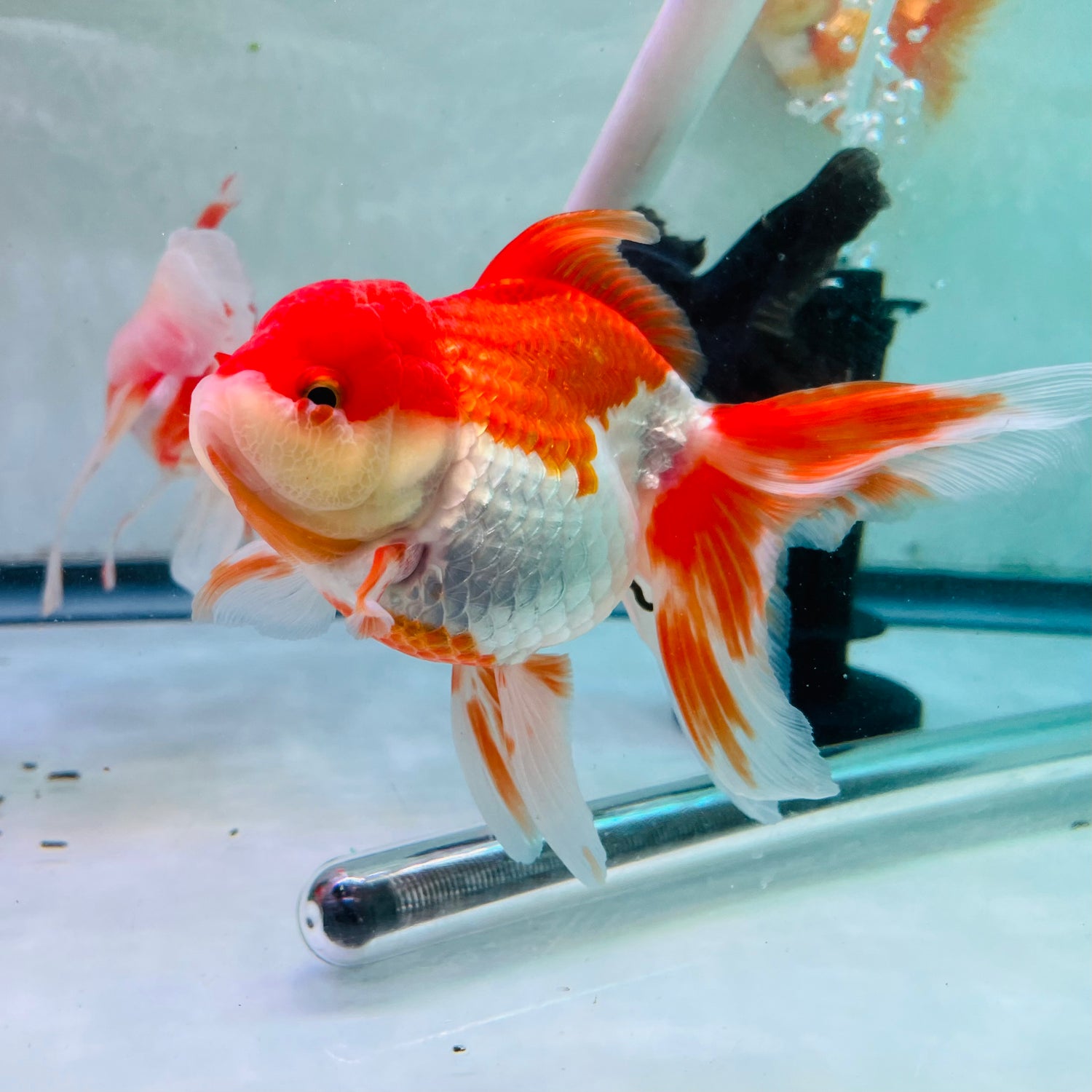 THAI RED ORANDA