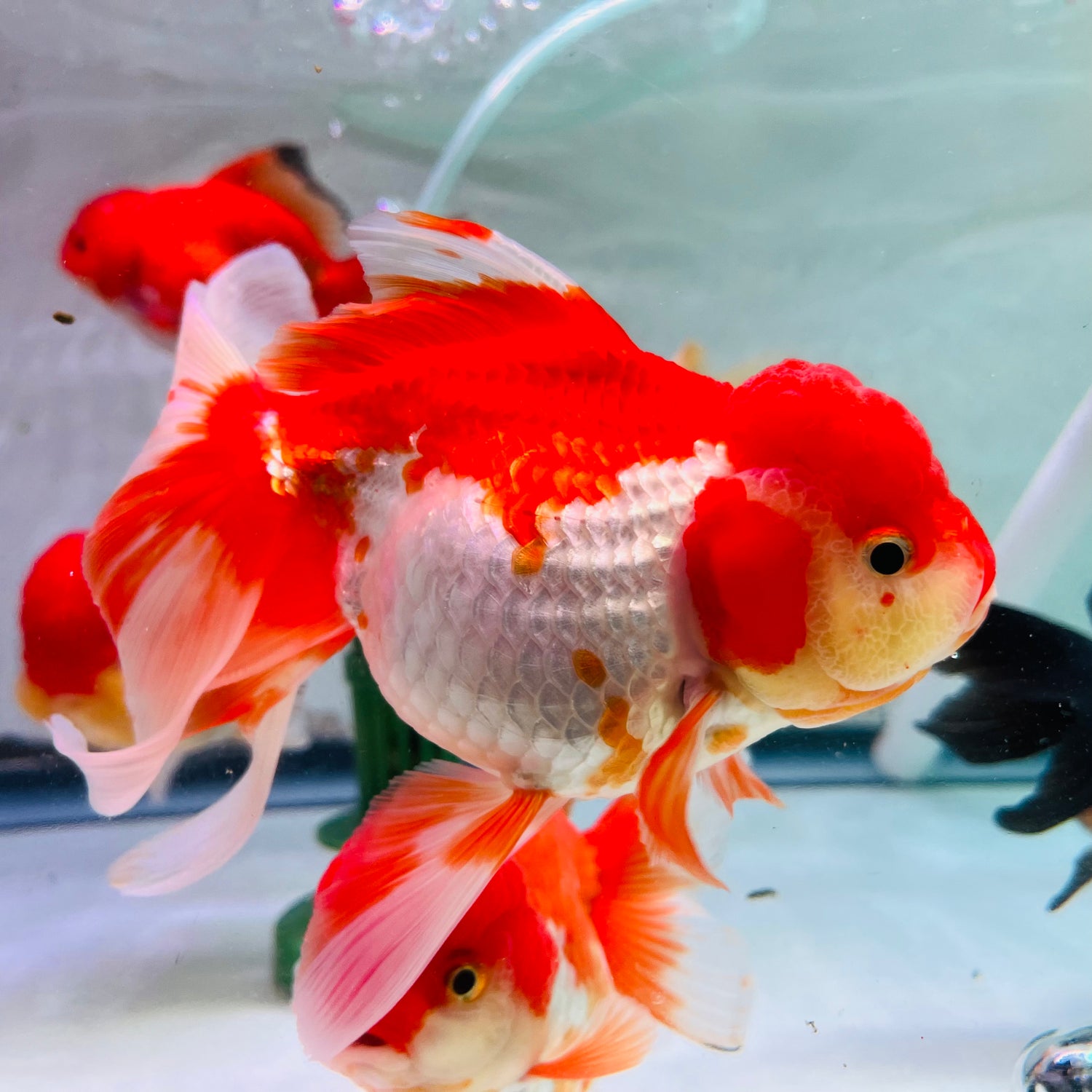 THAI RED ORANDA
