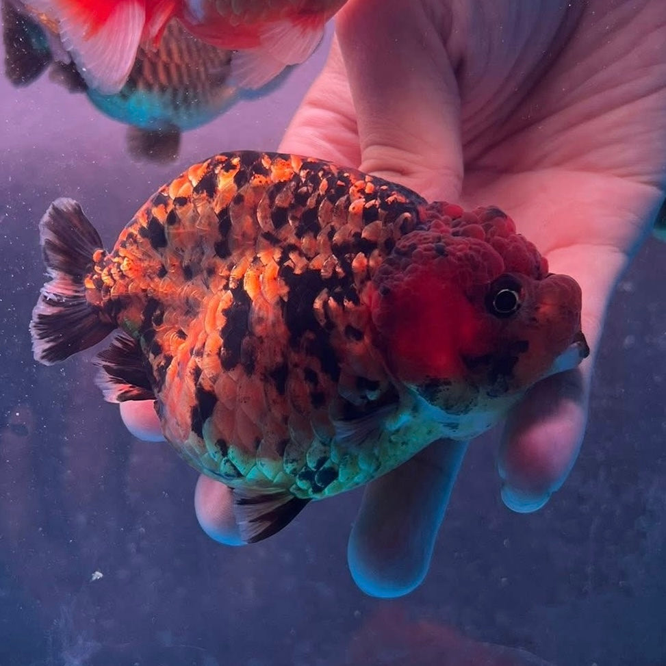 CALICO RANCHU