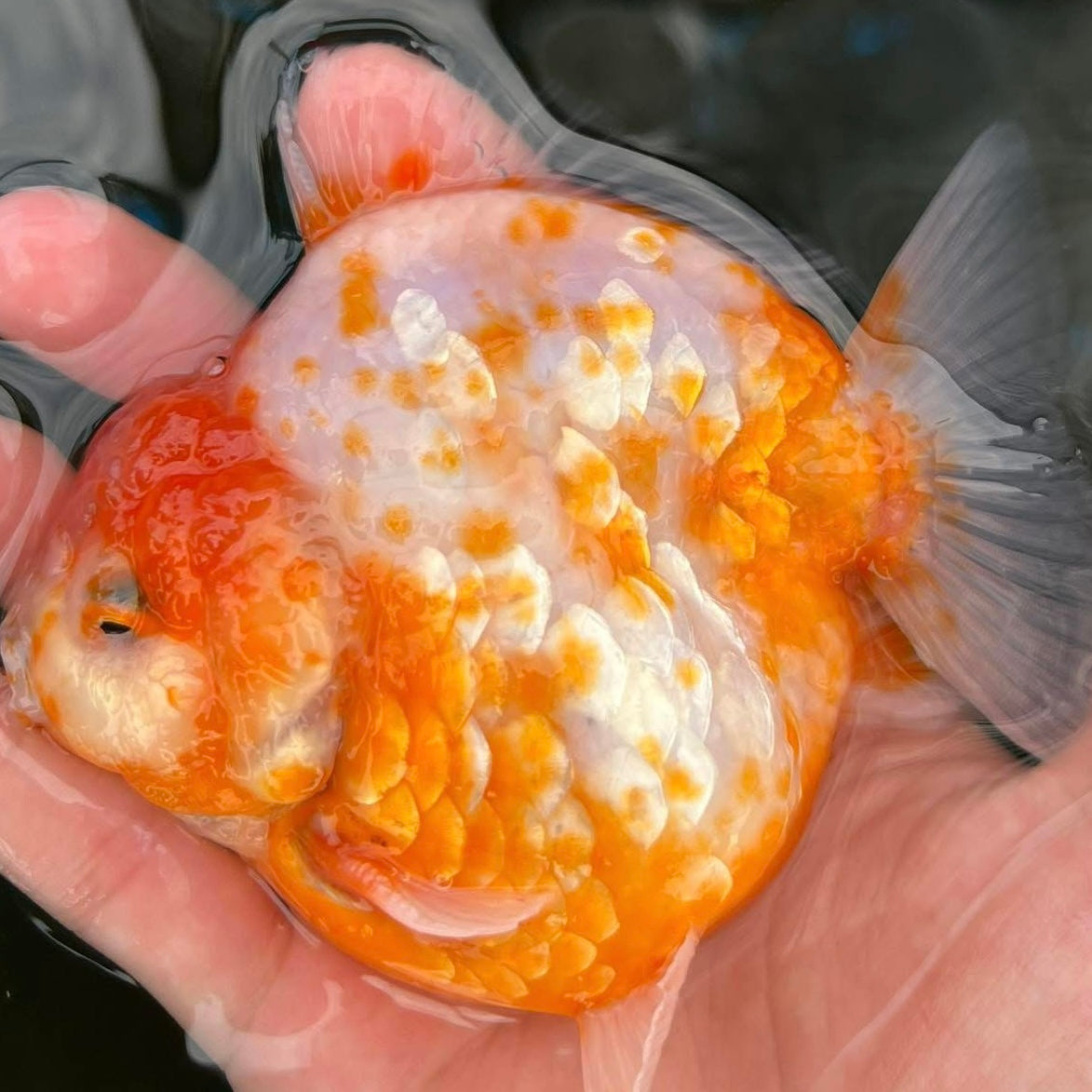 SHOTGUN ORANDA