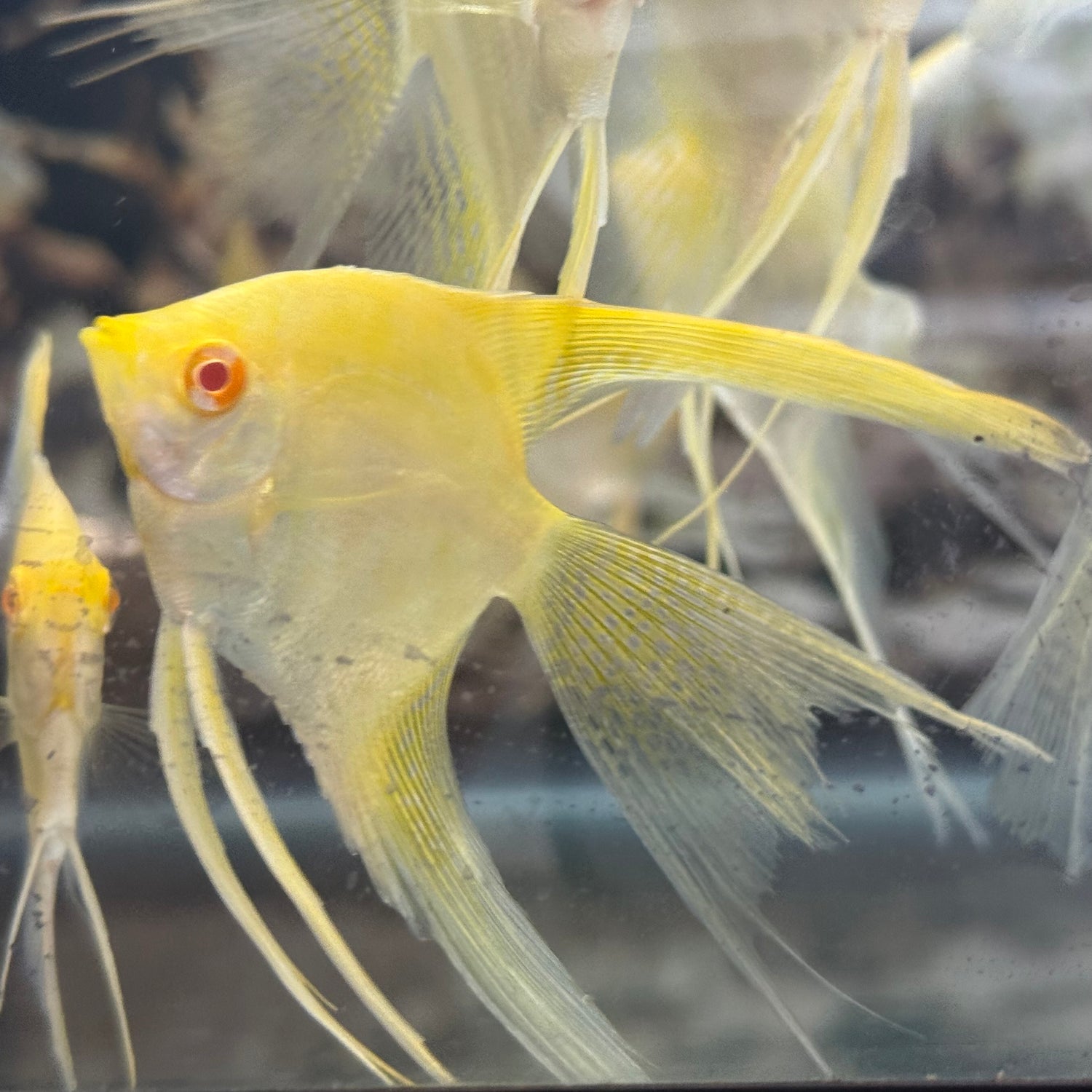 ALBINO GOLD VEILTAIL
