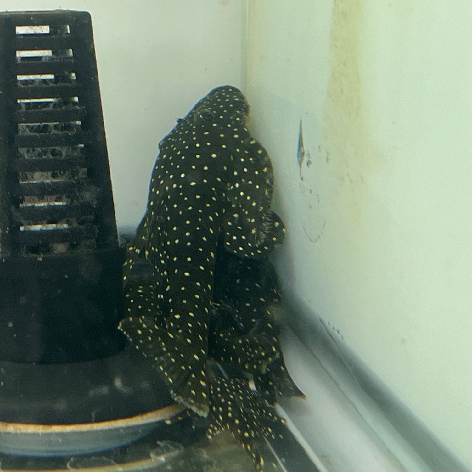 L235 FLYER PLECO