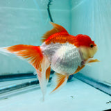 THAI RED ORANDA
