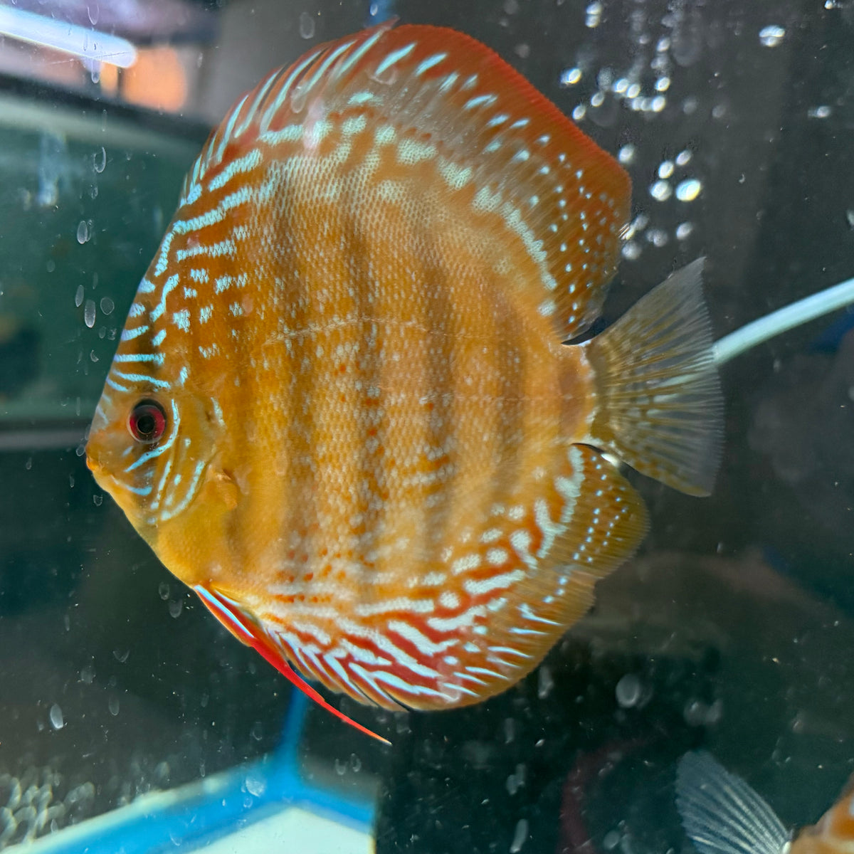 F3 RED BATATA – Texas Aqua LLC