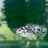 DALMATIAN MOLLY