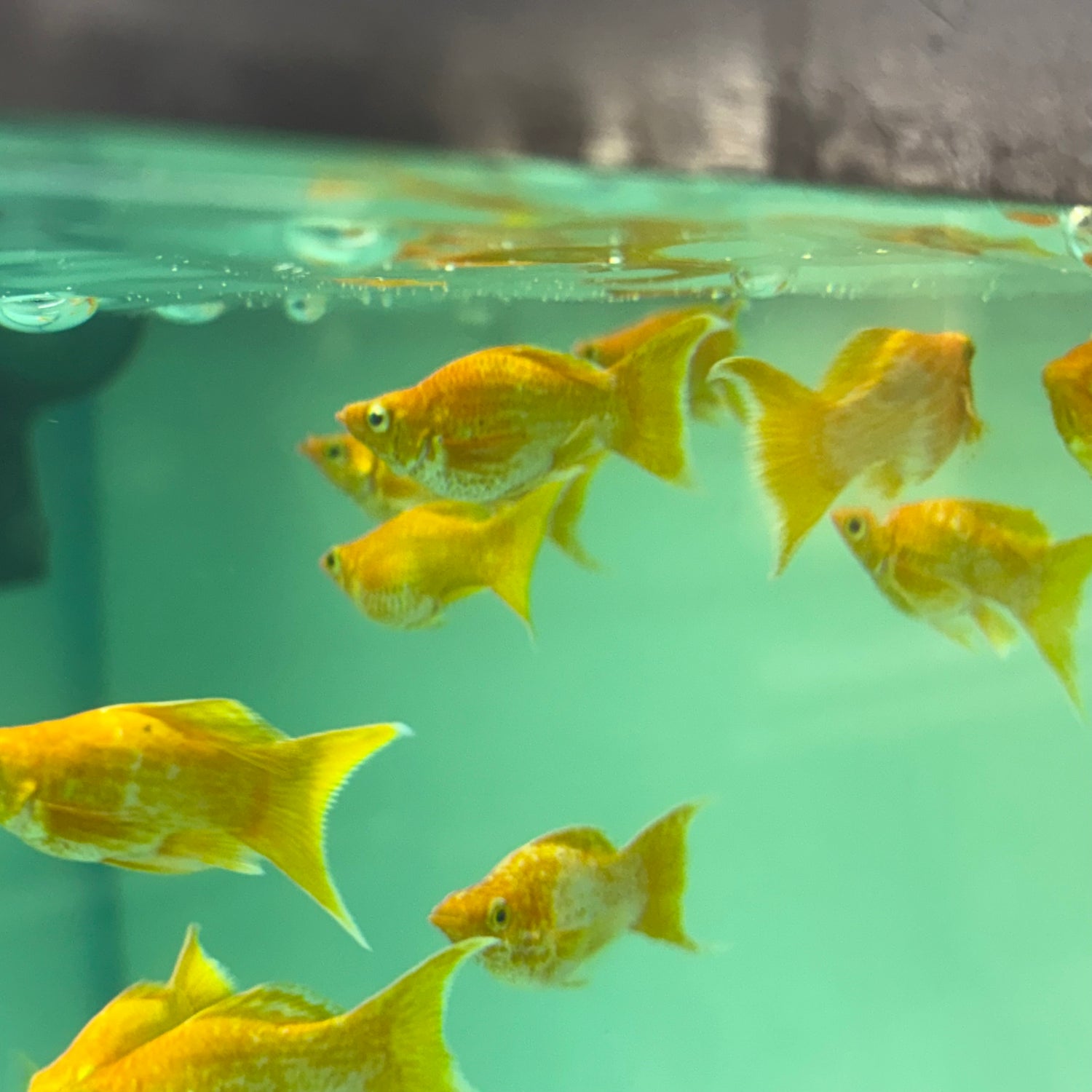 YELLOW LYRETAIL MOLLY