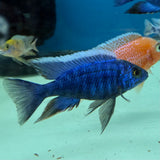 ELECTRIC BLUE HAP