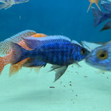 ELECTRIC BLUE HAP