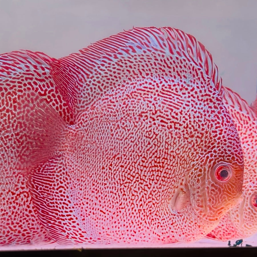 Texas Aqua | Top Fish Store for Aqua Enthusiasts Online and in Houston ...
