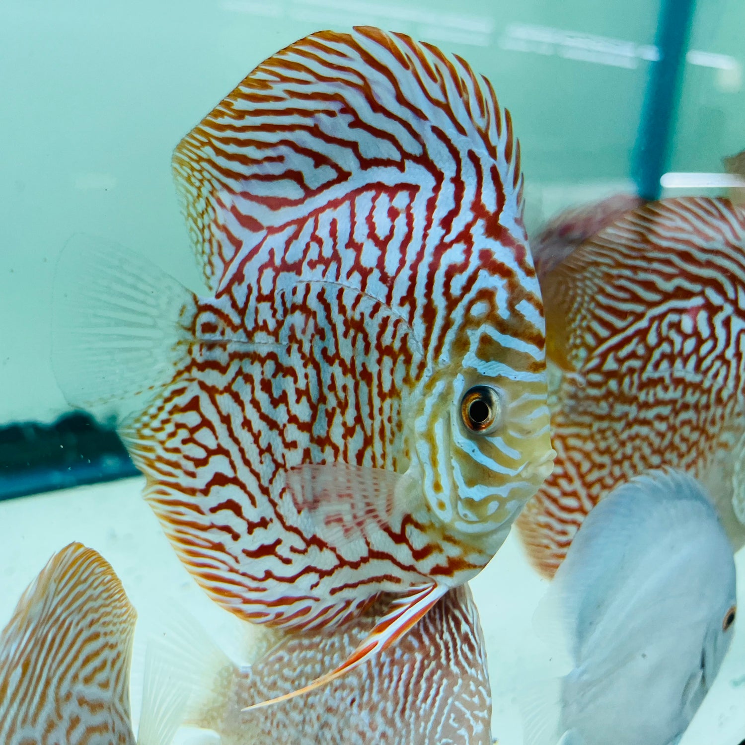 RED GALAXY TURQUOISE