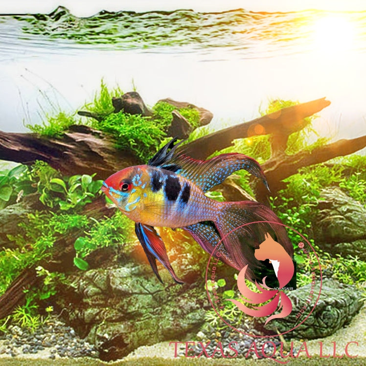 Garanman Raram German Blue Ram Fish