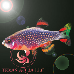 GALAXY RASBORA